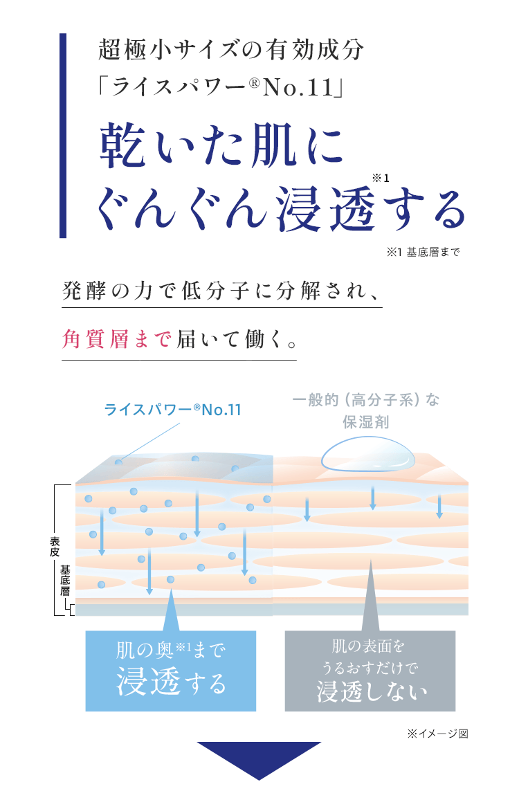 超極小サイズ有効成分「ライスパワーNo.11」乾いた肌にぐんぐん浸透※1する※1角質層まで 発酵の力で低分子に分解され、角質層まで届いて働く。