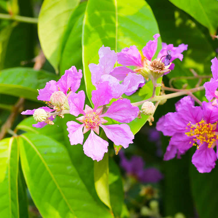 バナバ葉由来コロソリン酸