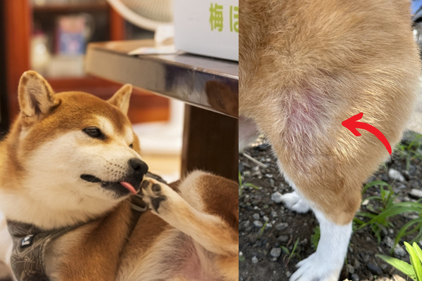 愛犬のカイカイに悩んでますか？