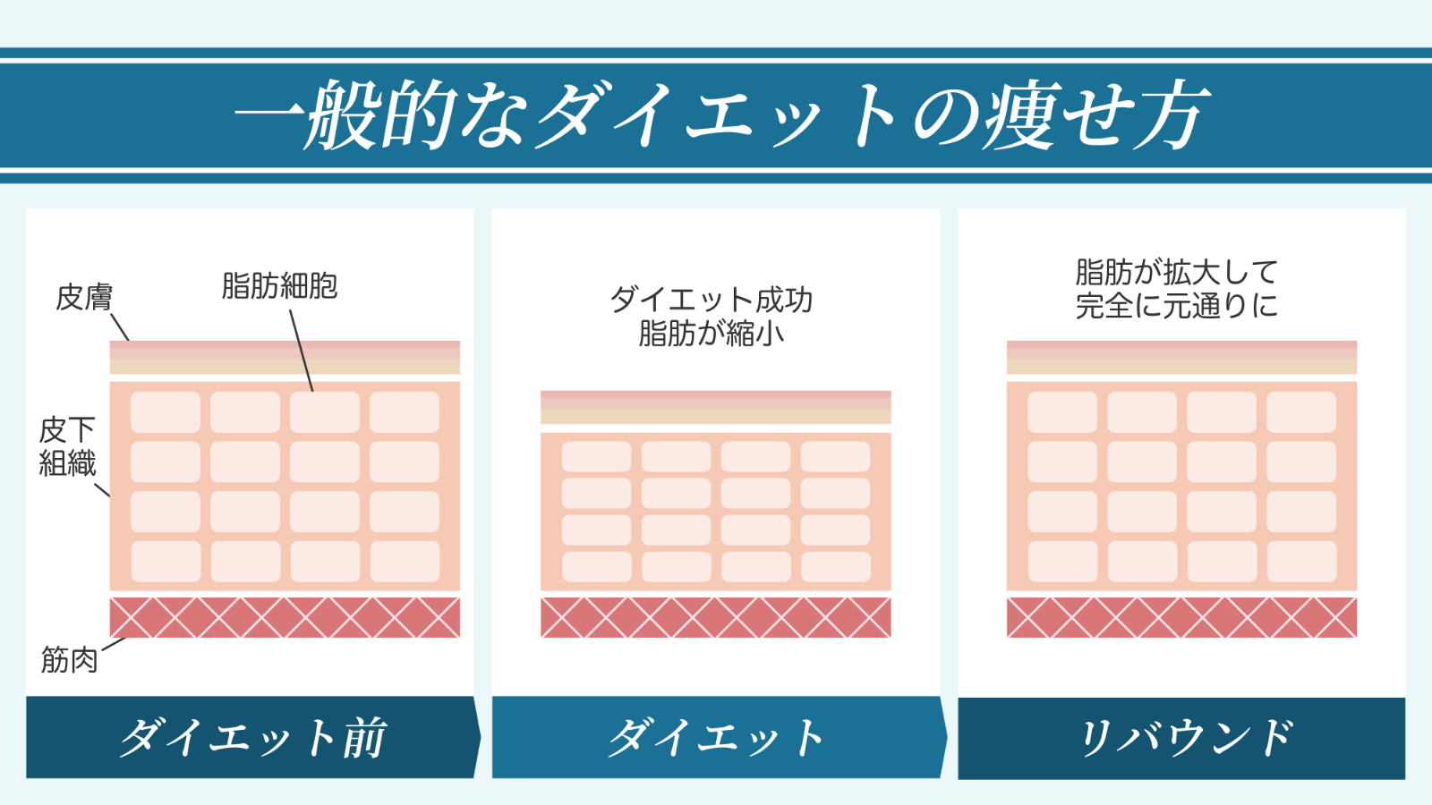ダイエット比較図（上）
