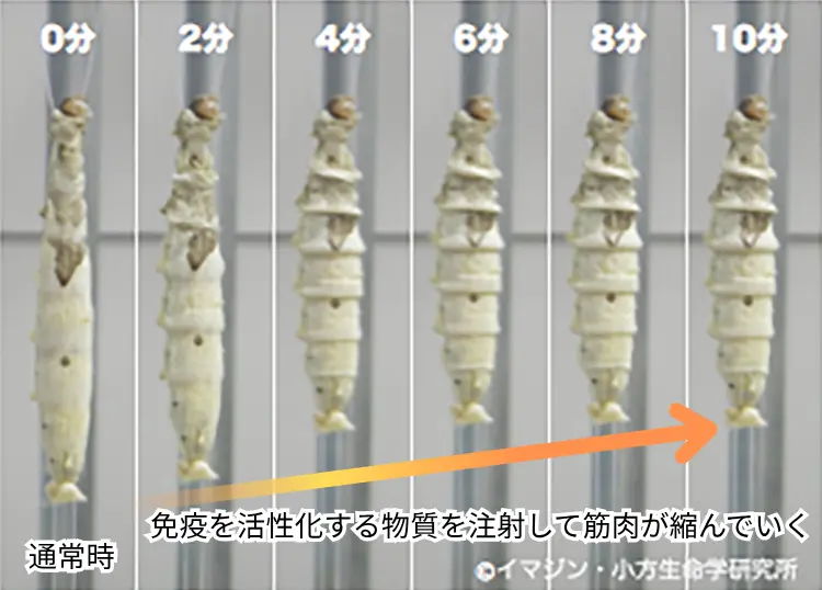 東京大学が開発したカイコ試験の説明図